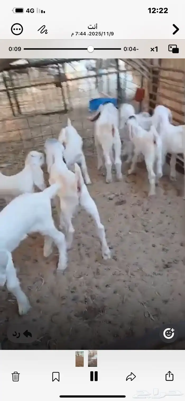 6معزا خلفات معها11 1