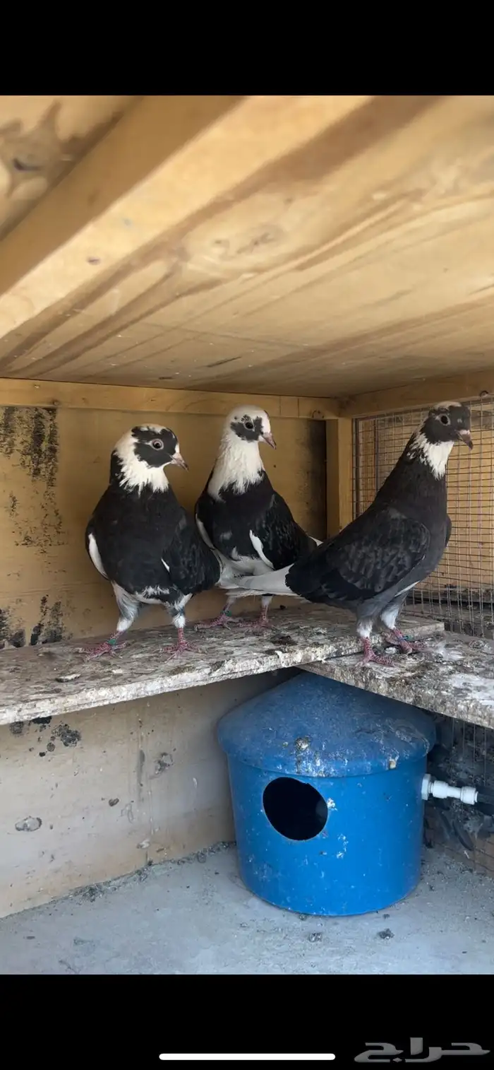 حمام قطيفي للبيع 4