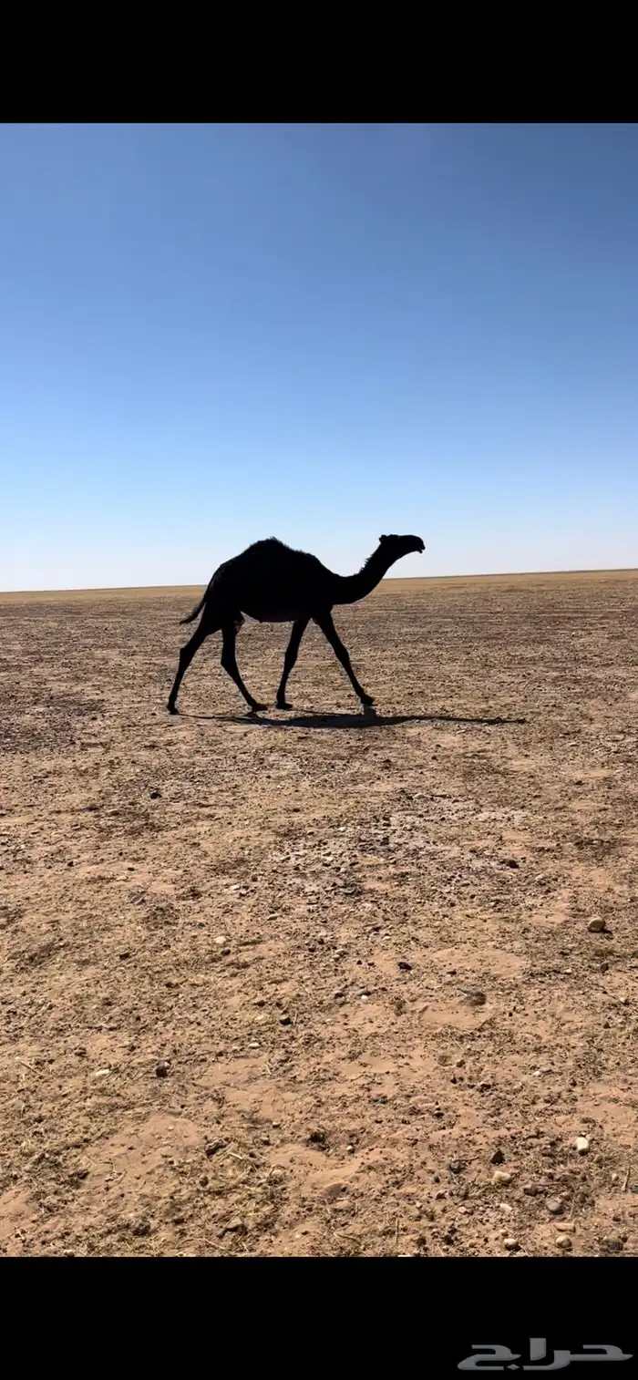 بعير وانتاجه للبيع 9