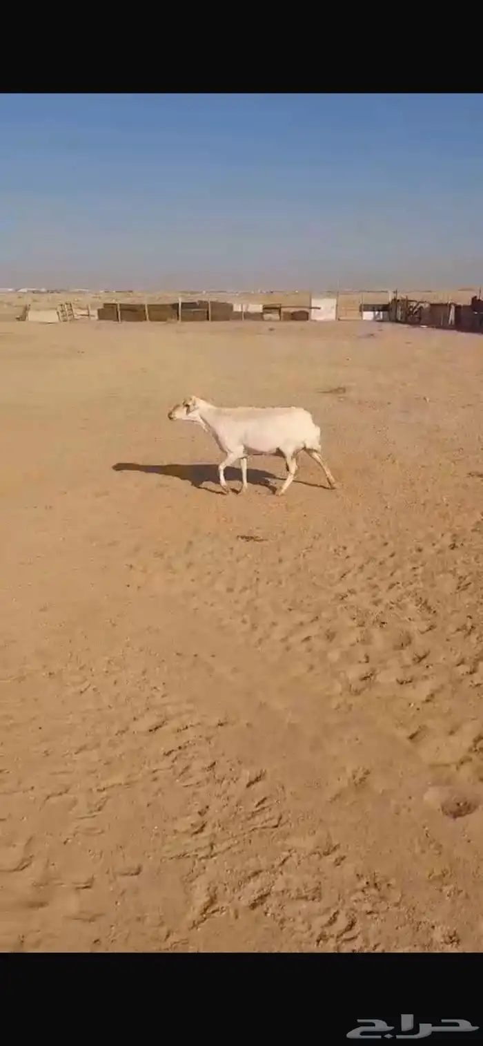 ضان رفيديات طيب صحه شرط حدب800 0