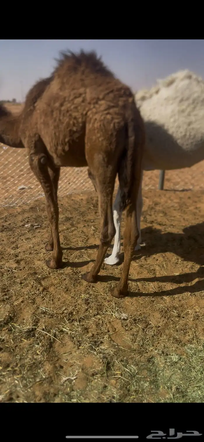 للبيع حشو سمان وطيبات 0