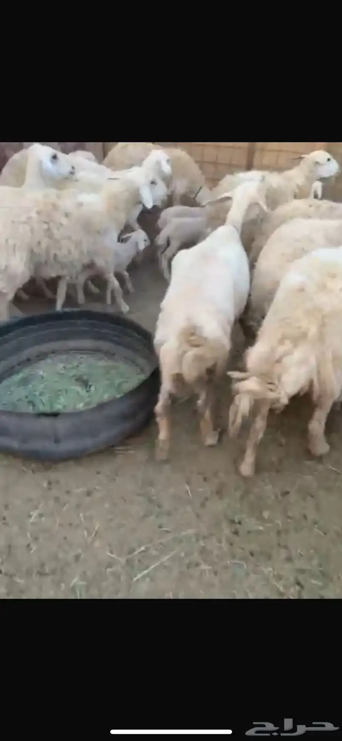 للبيع حريات مراح واحد العددحول 100 0