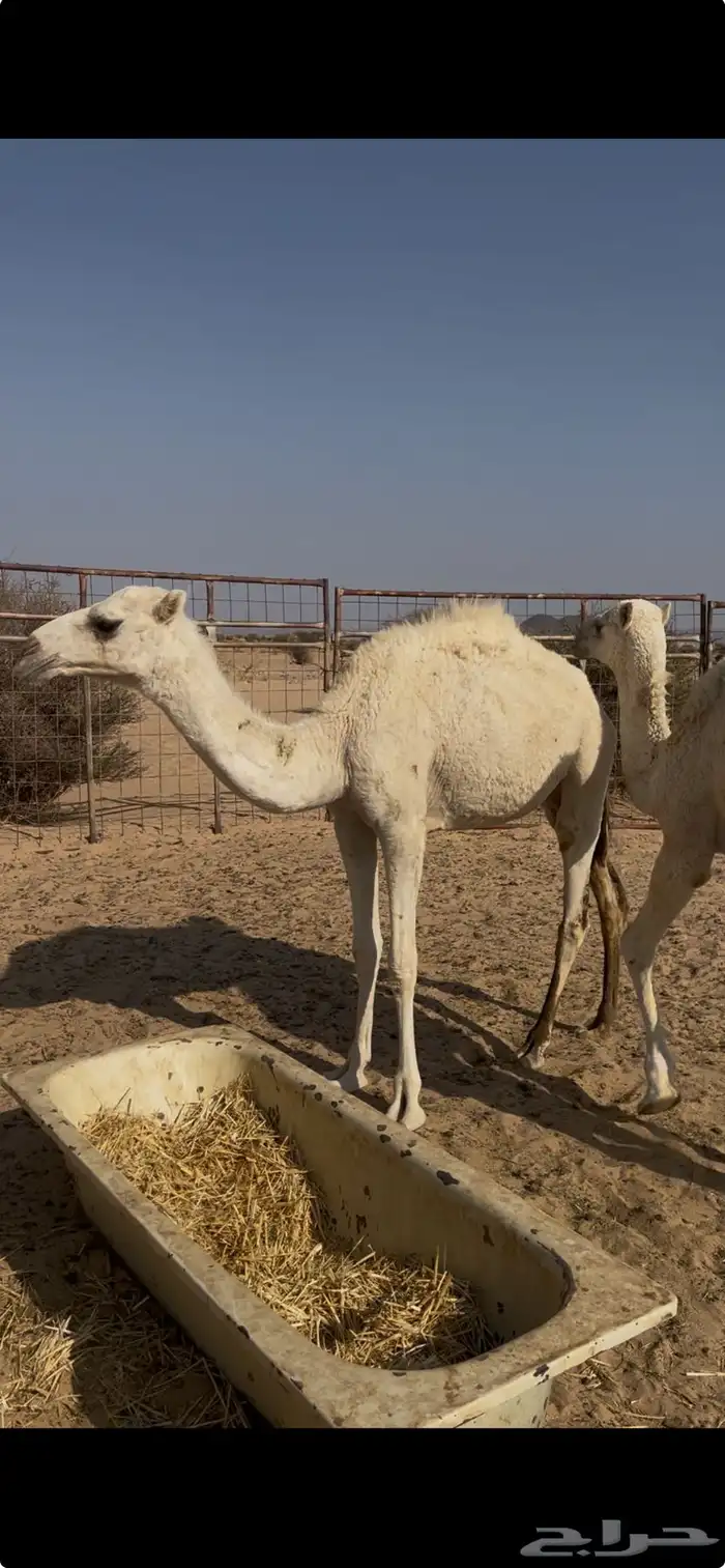 بكرتين وناقه للبيع 6