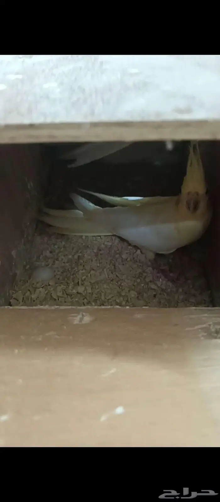 كروانات لاتينو منتجه 1