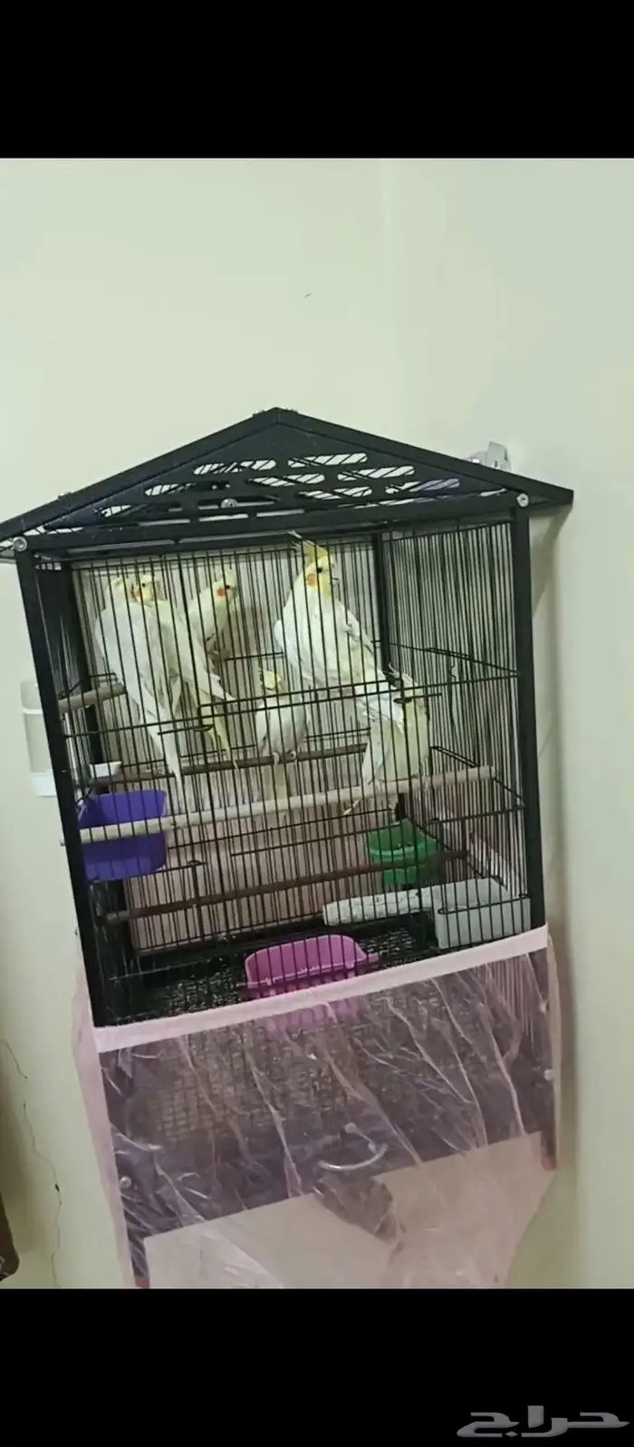 كروانات لاتينو منتجه 0