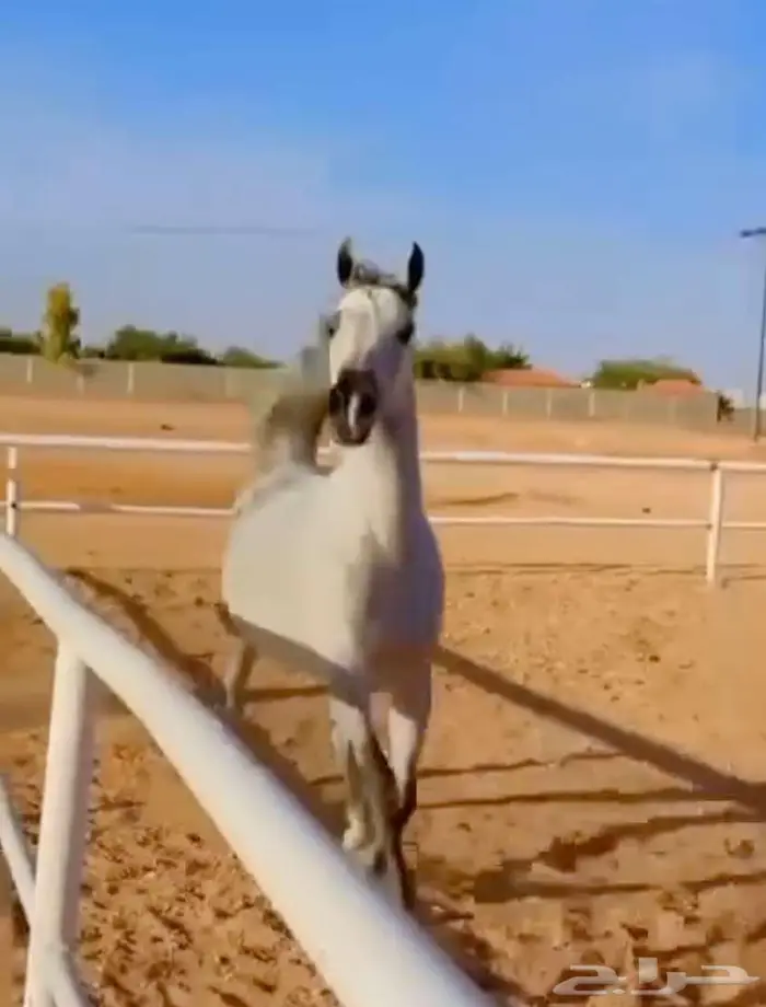 فرس مكس جمال منتجة لقاح على الفحل فواز العويضة ابن الرشيم 1