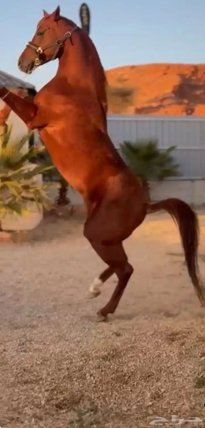 حصان شعبي كفو اموره طيبه ومعسوف 2