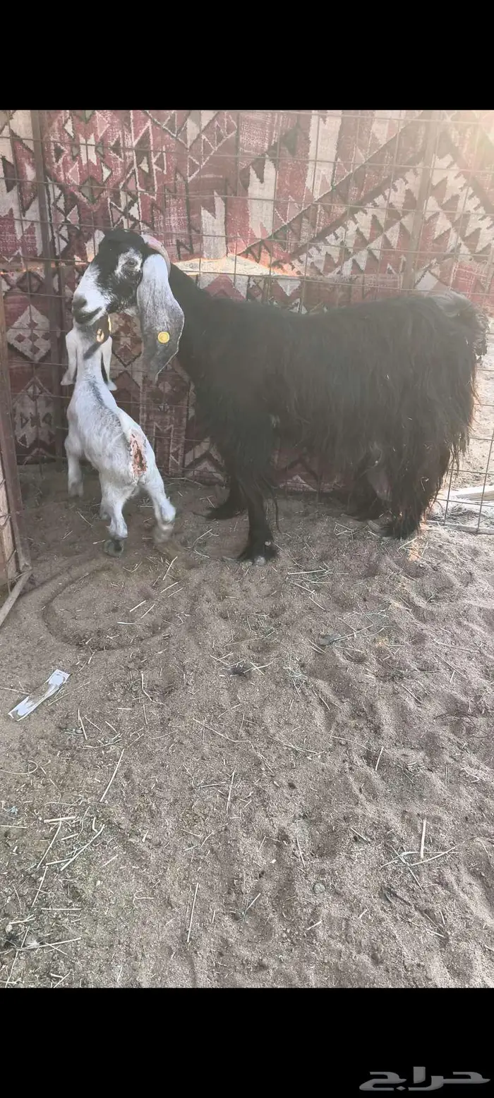 للبيع معزا مواليد 0