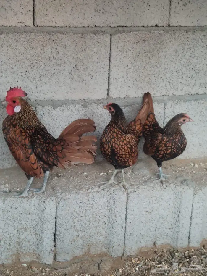 طقم سبرايت 1