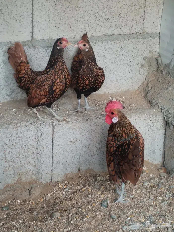 طقم سبرايت 2