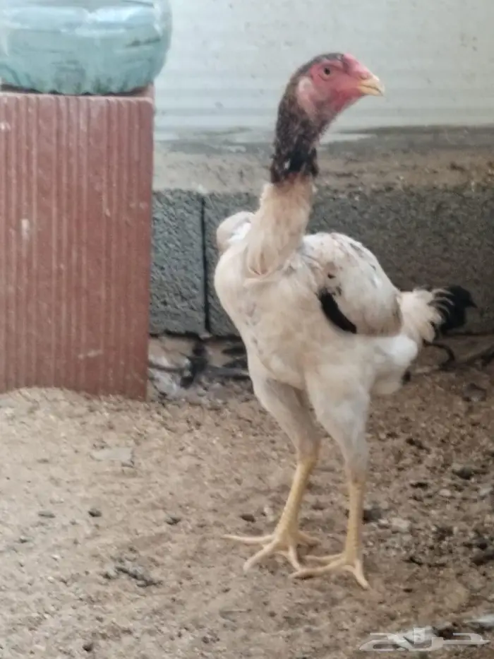 دجاج شامو ياباني 2