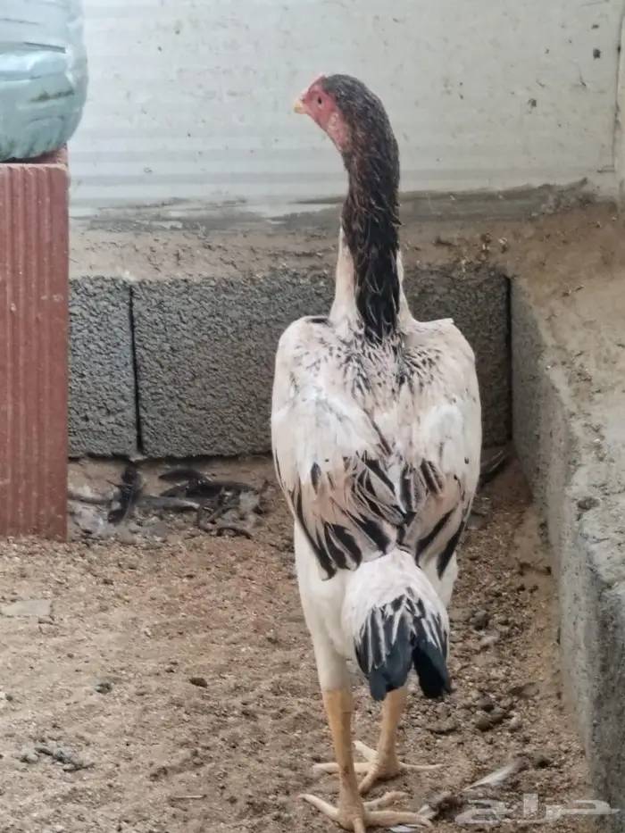 دجاج شامو ياباني 3