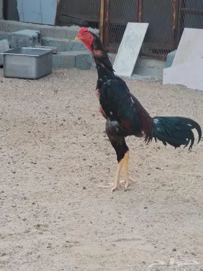 دجاج شامو ياباني index