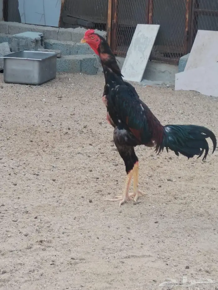 دجاج شامو ياباني 0