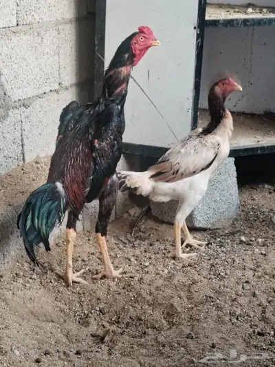 دجاج شامو ياباني index