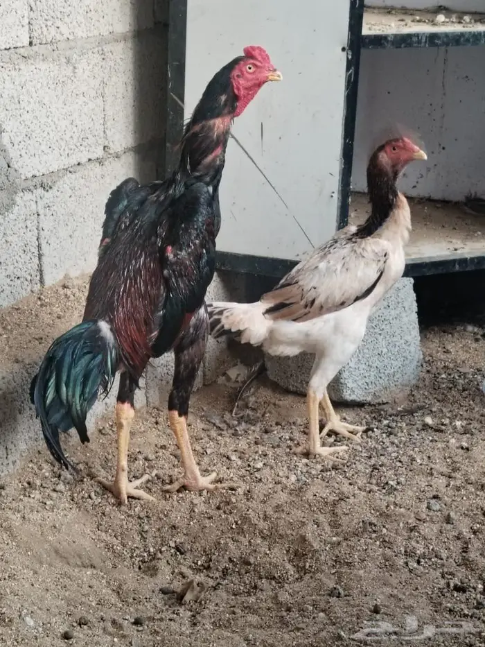 دجاج شامو ياباني 1