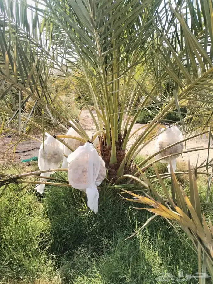 نخل واشنطن أمريكي للبيع نخيل مثمر اخلاص صقعي هلالي برحي سكري 6