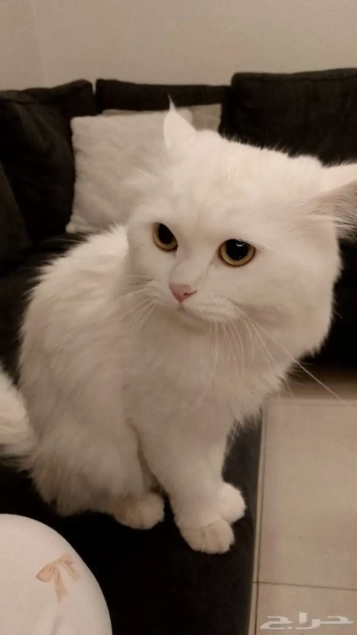 قط ابيض ذكر للتنَبني في جدة 1