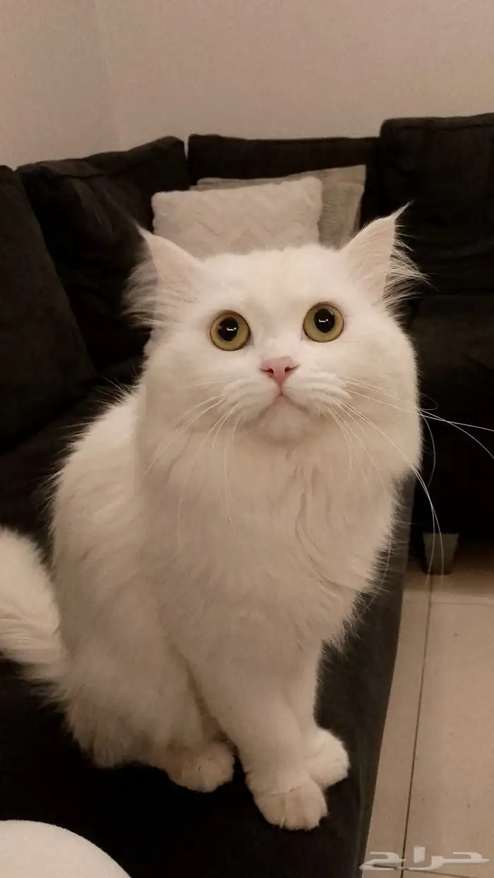 قط ابيض ذكر للتنَبني في جدة 0