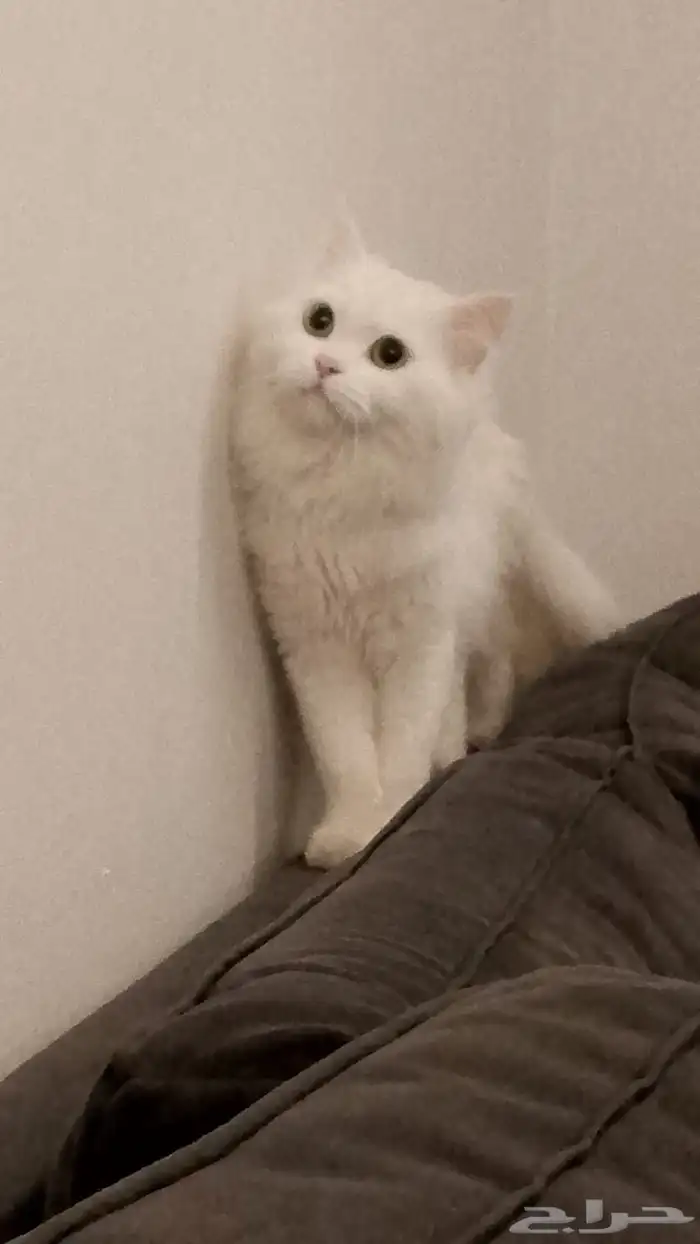 قط ابيض ذكر للتنَبني في جدة 2