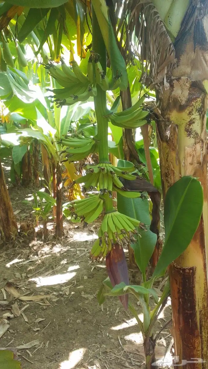 مزراعة موز للتقبيل 9