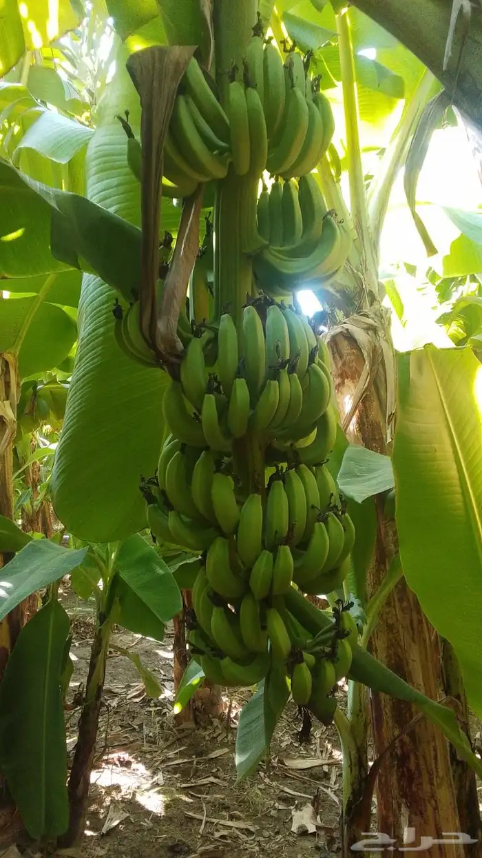 مزراعة موز للتقبيل 8