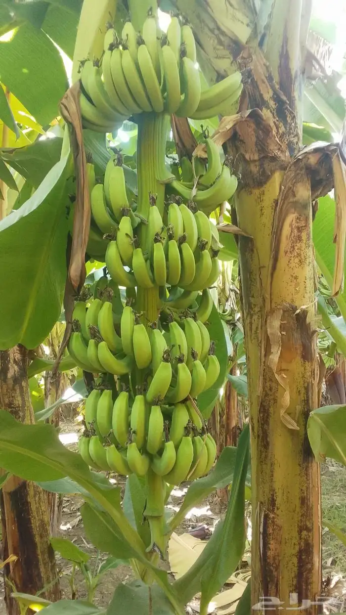 مزراعة موز للتقبيل 3