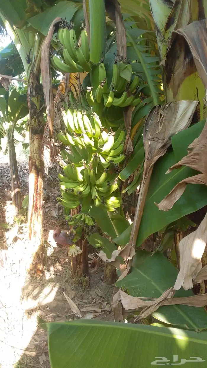 مزراعة موز للتقبيل 5