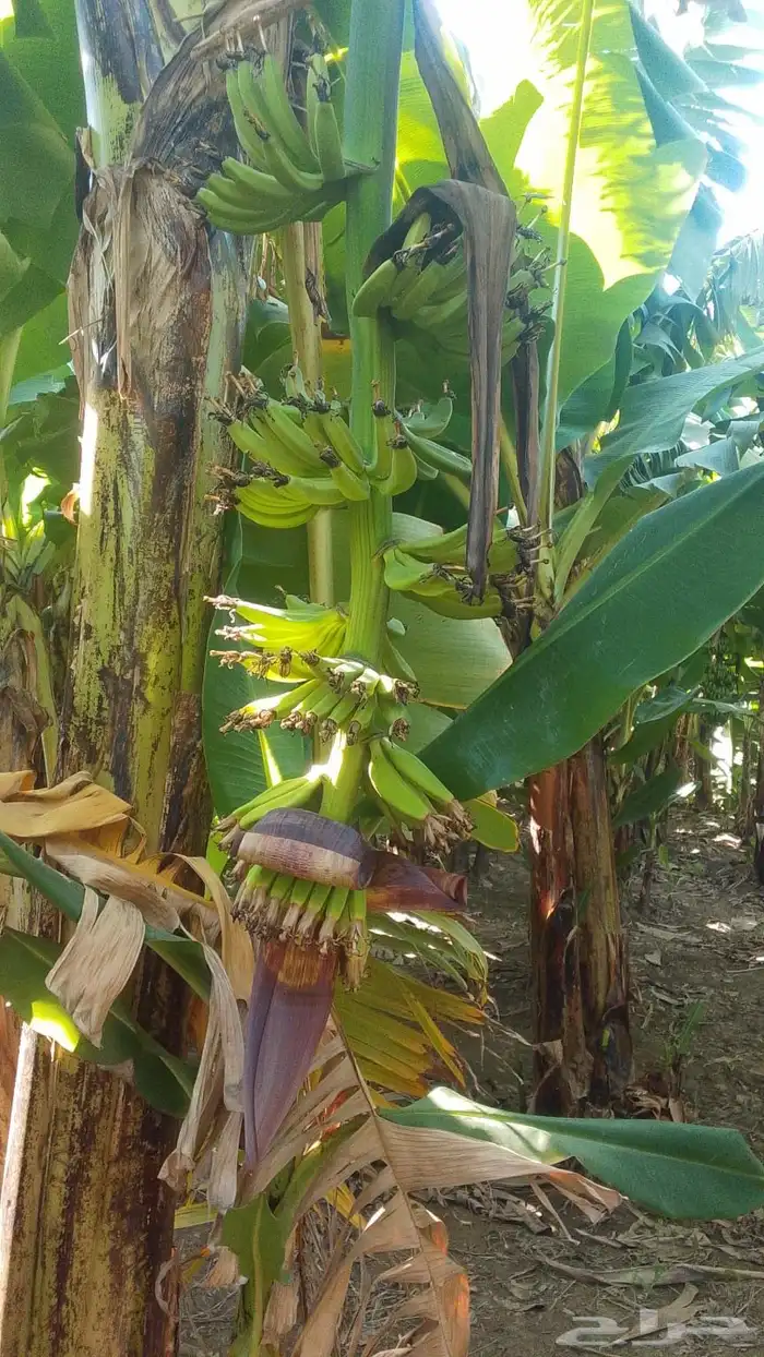 مزراعة موز للتقبيل 1