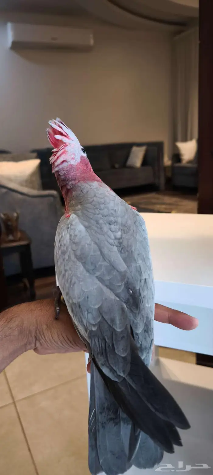 كوكاتو قالا فرخ نهاية غر. مزاد 1