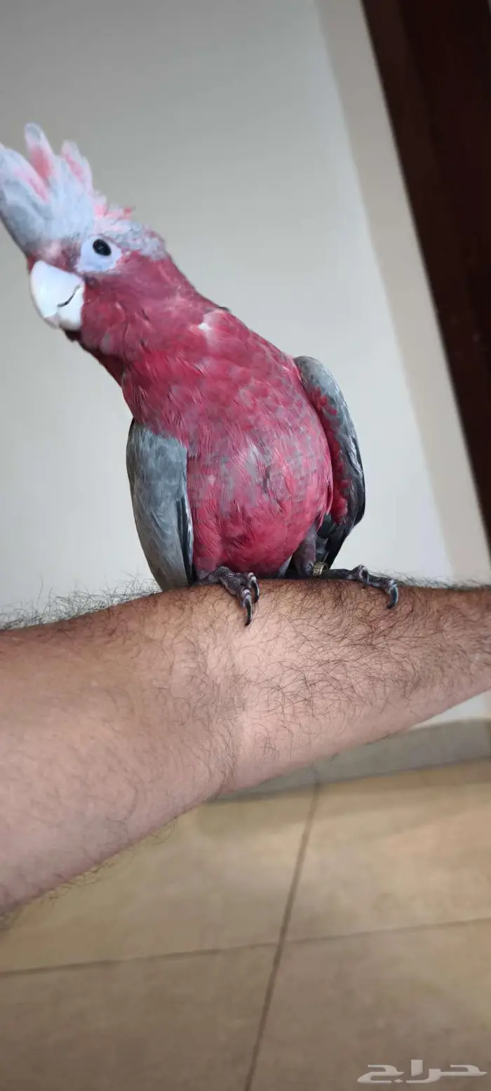 كوكاتو قالا فرخ نهاية غر. مزاد 4