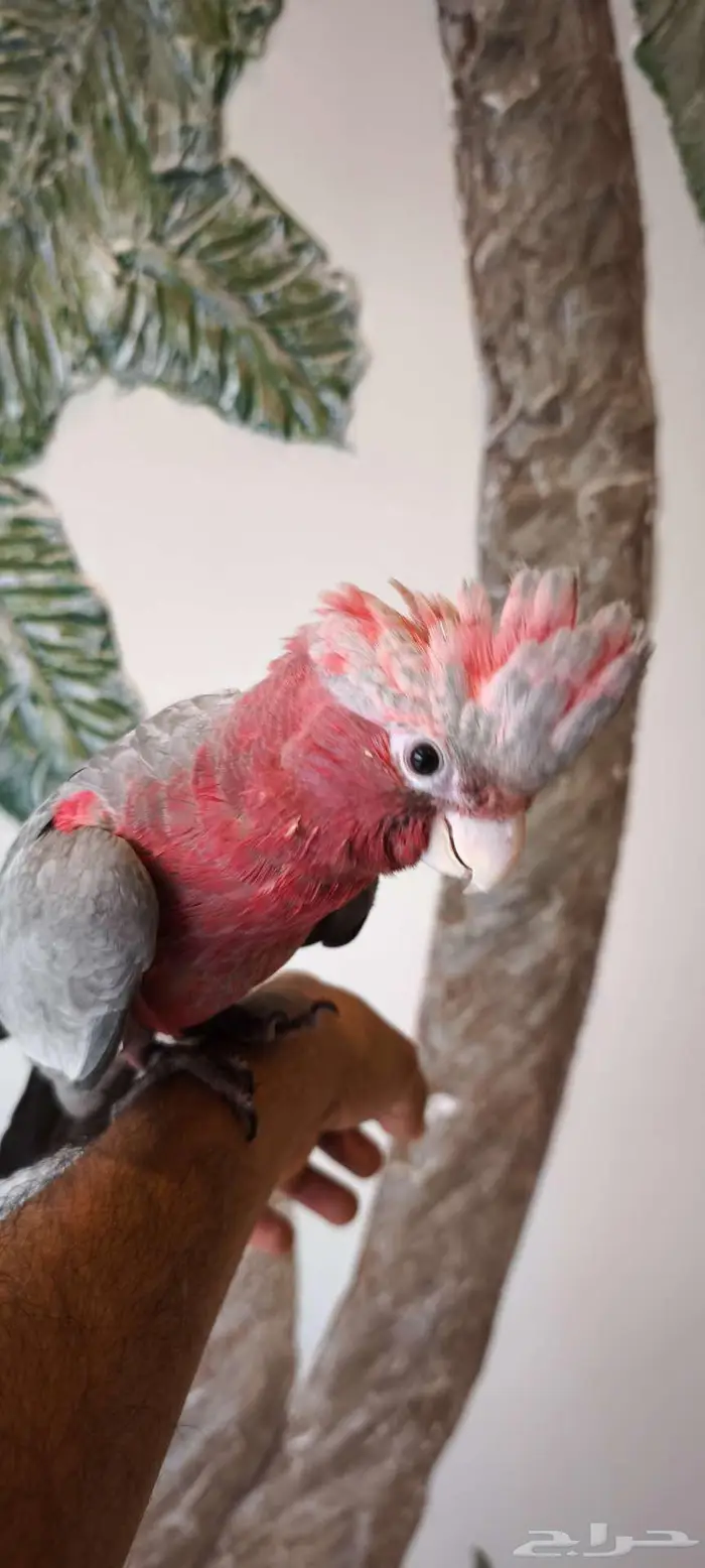 كوكاتو قالا فرخ نهاية غر. مزاد 3