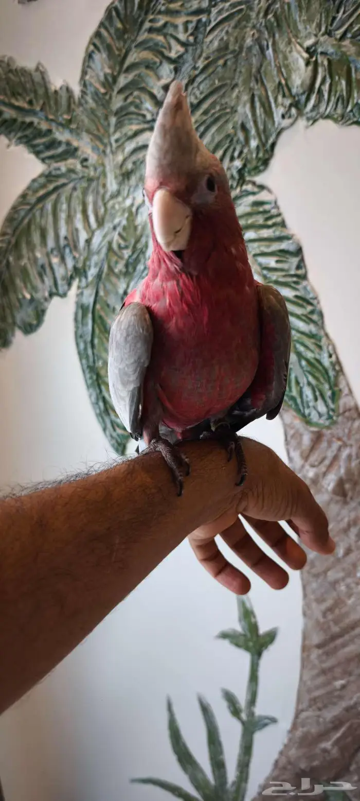 كوكاتو قالا فرخ نهاية غر. مزاد 2