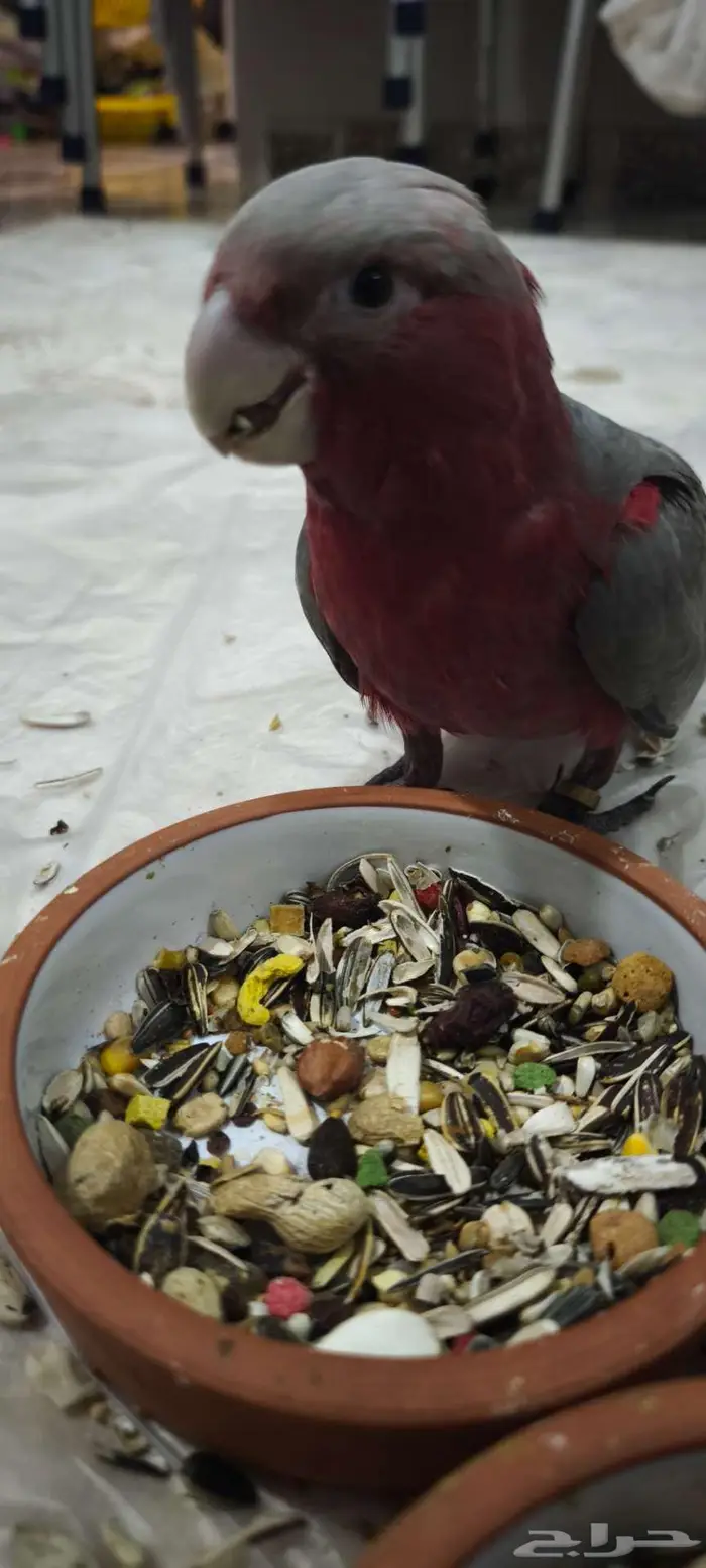 كوكاتو قالا فرخ نهاية غر. مزاد 5