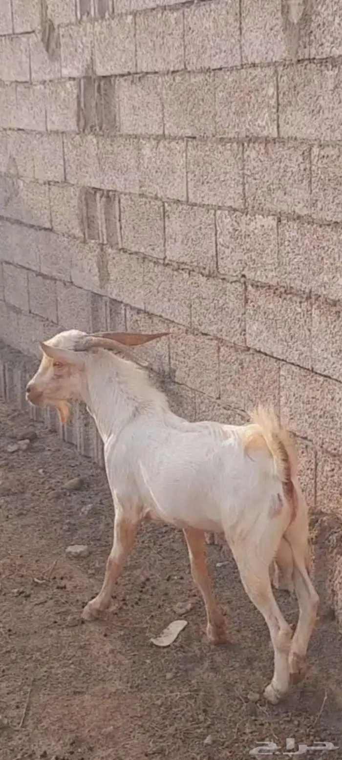 تيس فحل السن رباع للبيع على السوم 1