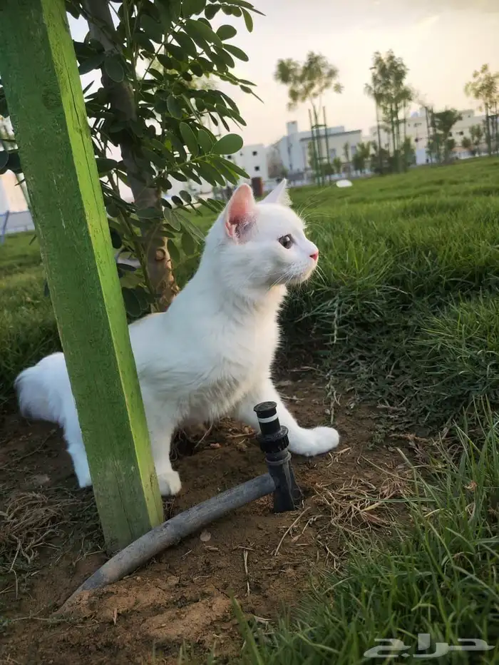 قطط مفقود حي الدعيثه 2