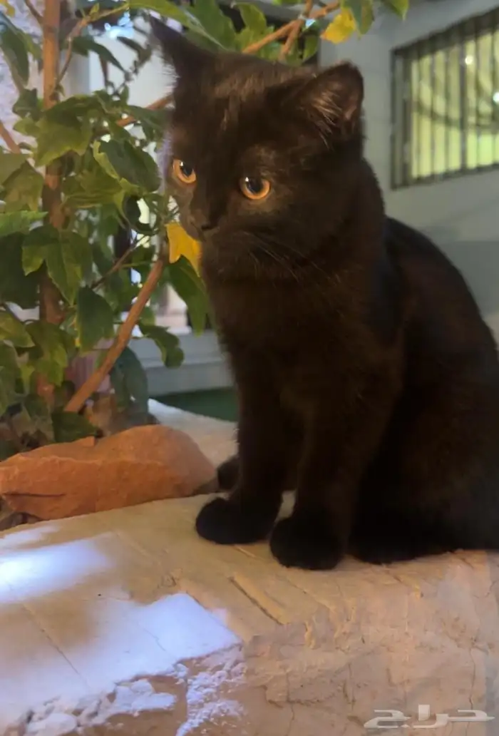 ثلاث قطط للتبني ام و ذكرين 0