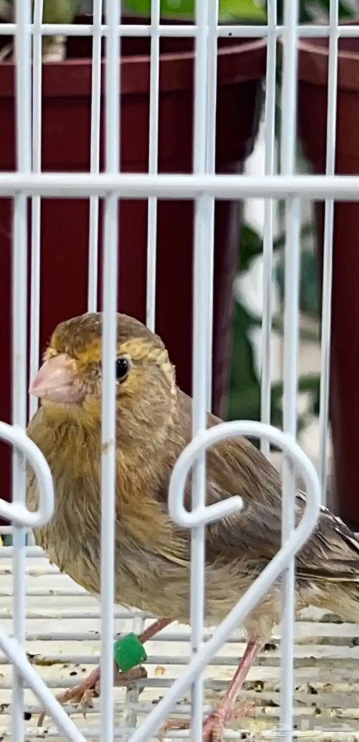 عدد اثنين فروخ كناري ( تم البيع ) 9