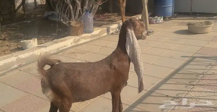 جفره حجازيه هولنديه نادره لون وراس وجرم 5