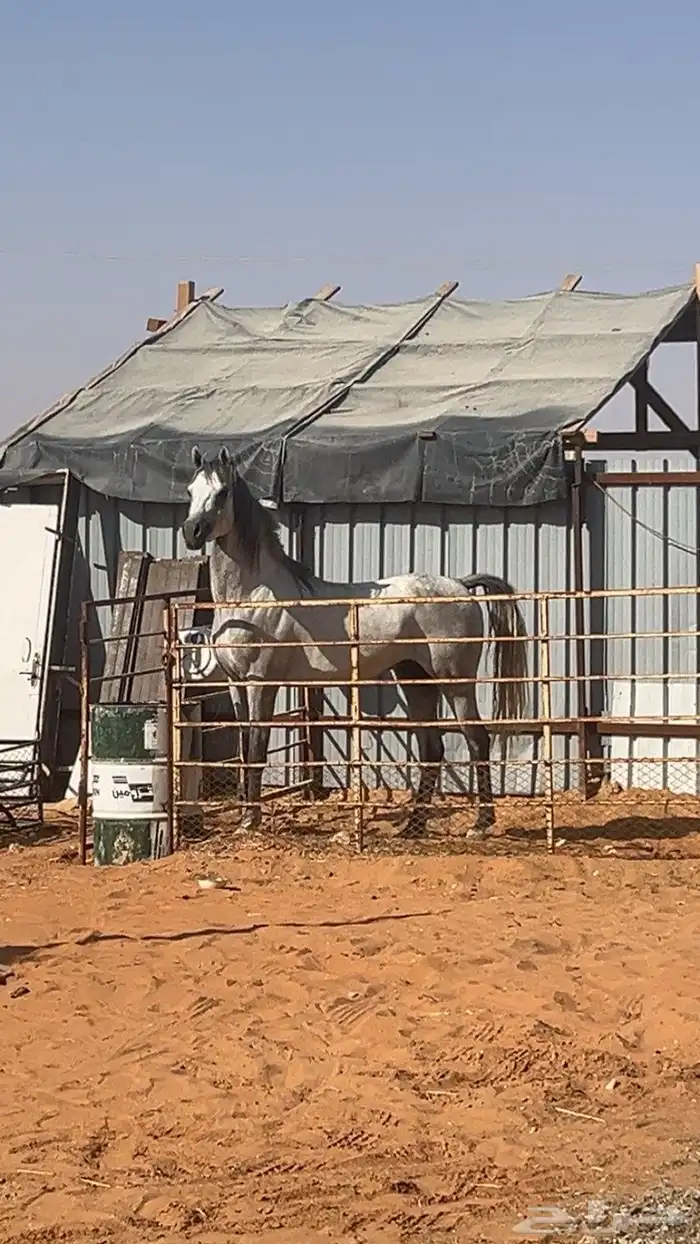 حصان شعبي طيااره 1