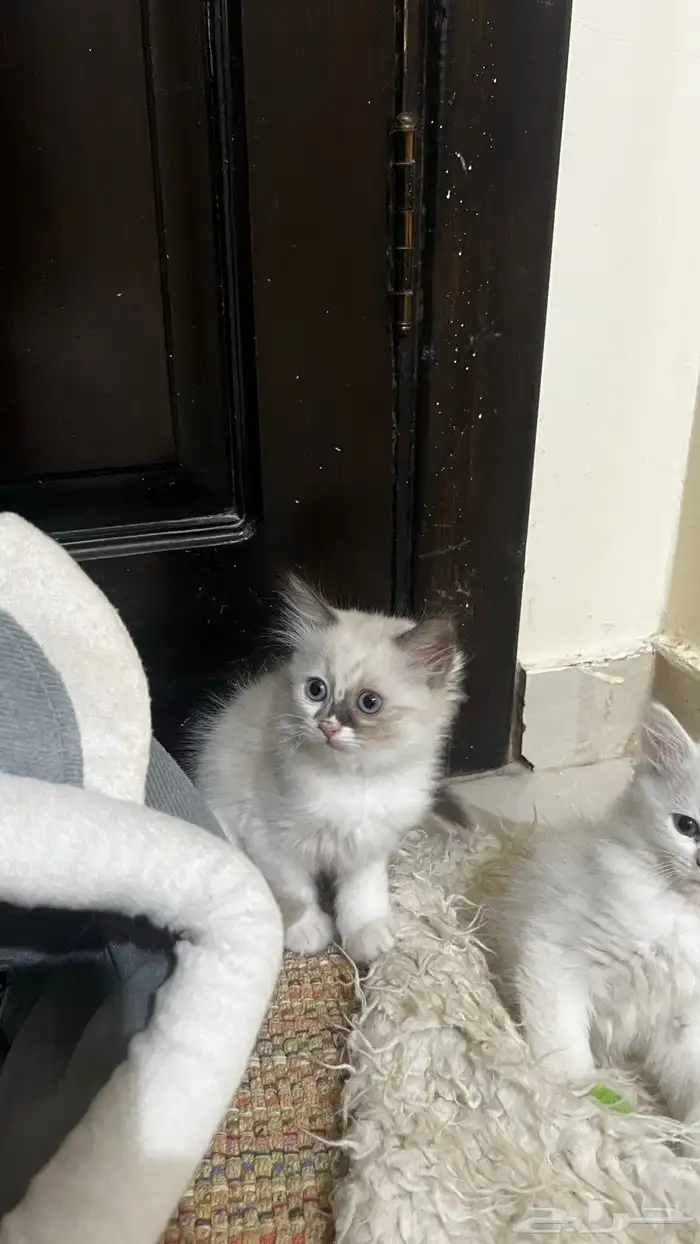 قطط للبيع 10