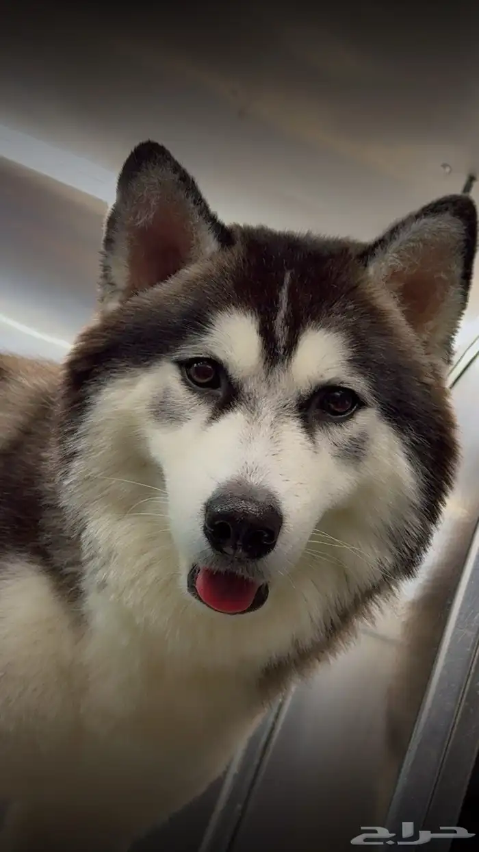 ذكر هاسكي ألاسكا 5