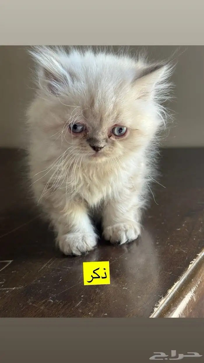 للبيع قطط هملايا 2