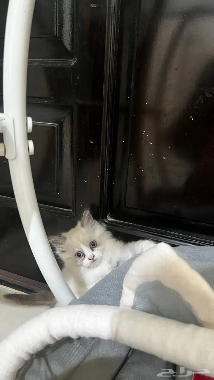 قطط للبيع 11