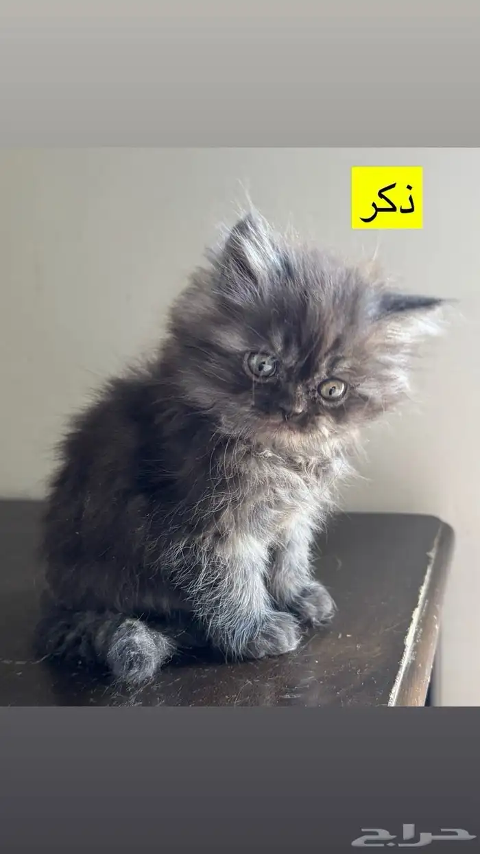 للبيع قطط هملايا 1