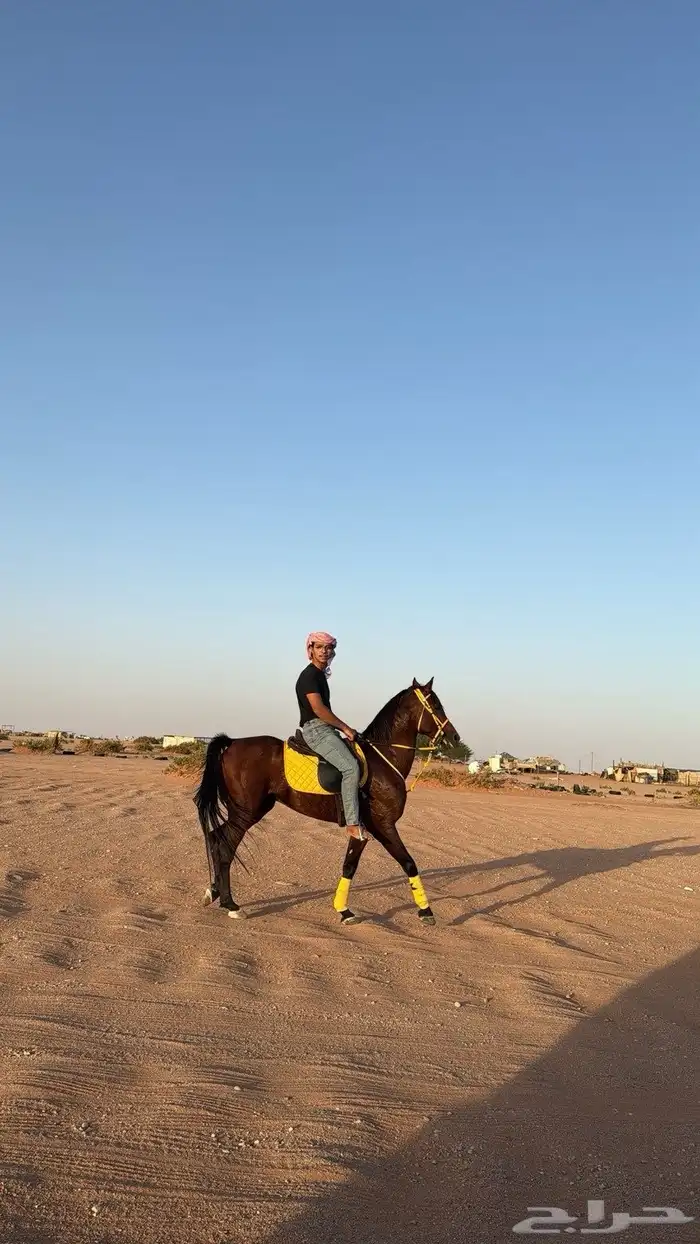 حصان شعبي كفو 6