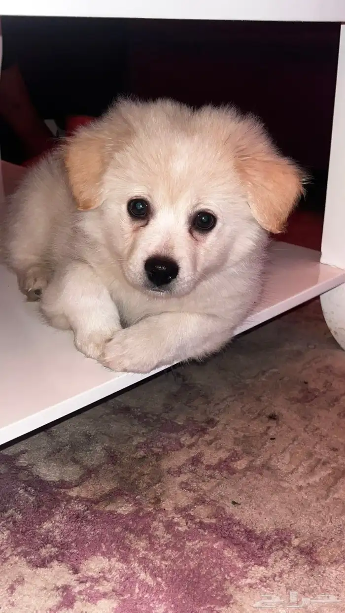 كلب للبيع 11