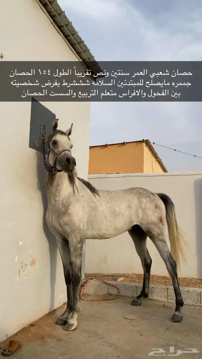 حصان شعبي طيااره 0