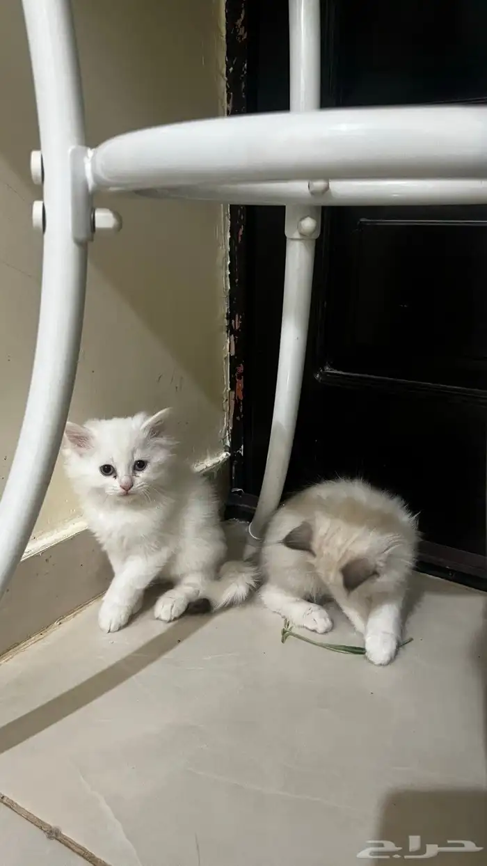 قطط للبيع 5