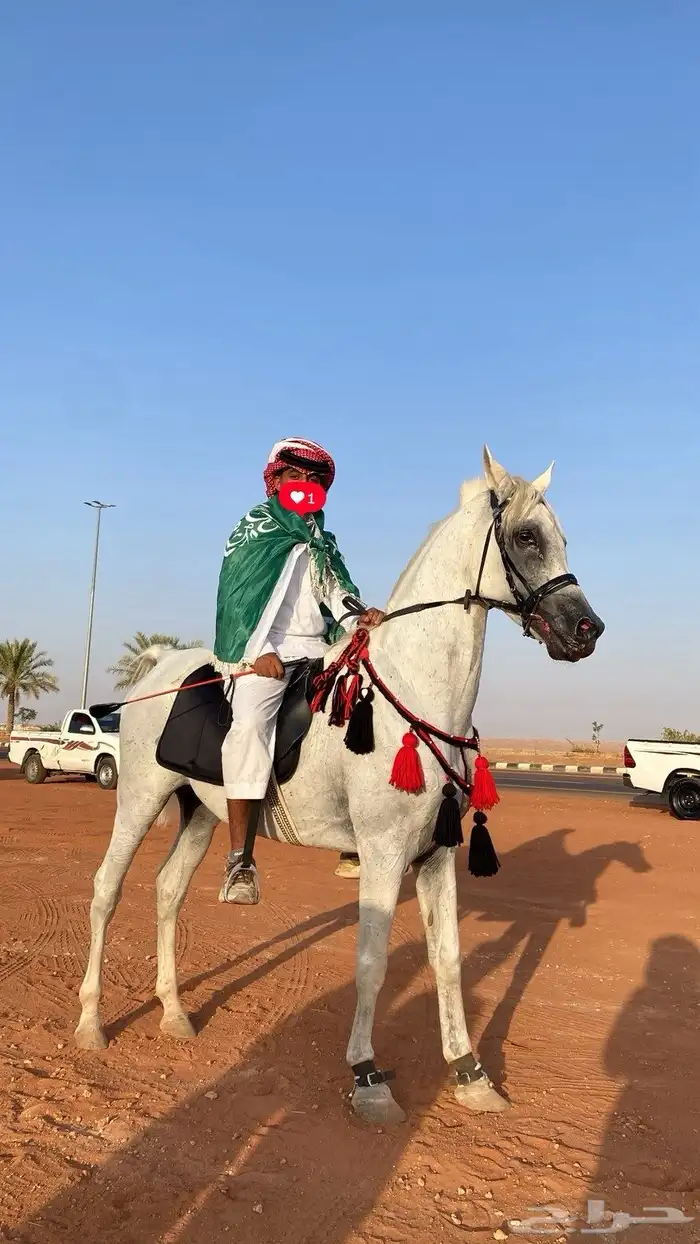 خيل للبيع 1
